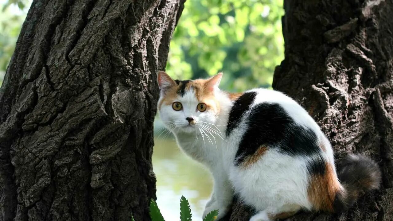 Зачем природе кошки. Кот в лесу. Кошка на природе. Кошка сидит. Кошка на природе.