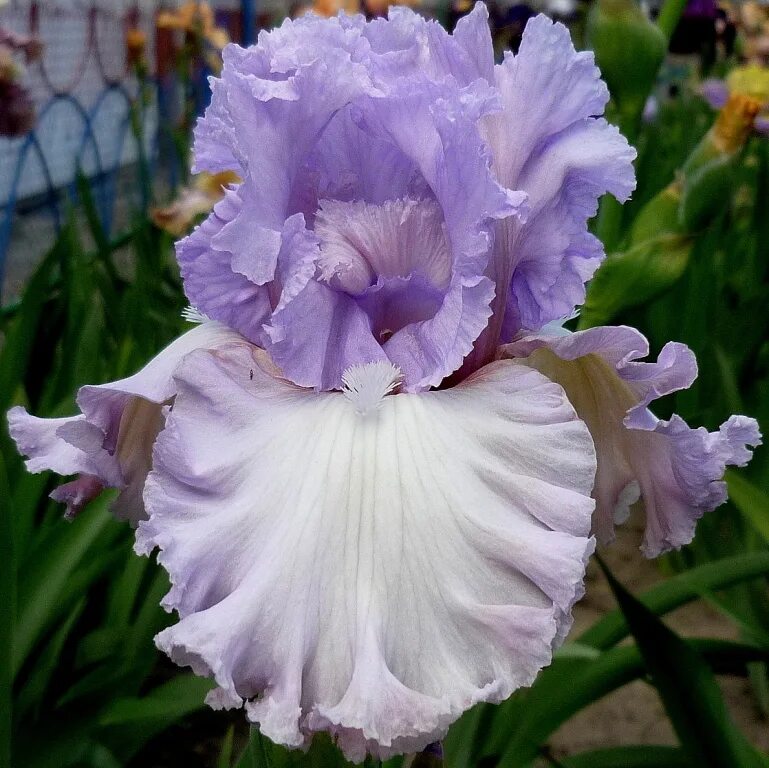 Iris-t пво германии. Зрк iris-t slm. Система ирис. Ирис японский вайн раффлз. Зрк iris-t-slm mk iii.