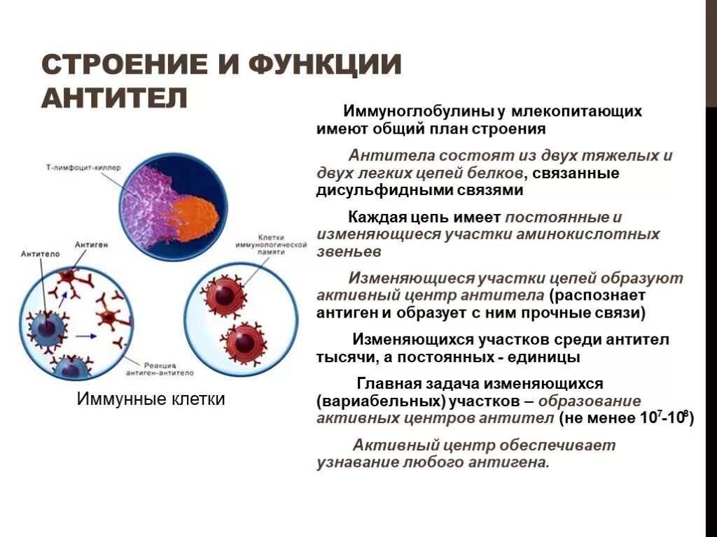 Антитела и их функции. Функции антител микробиология. структура антител микробиология. антитела строение и функции. строение антитела структура.