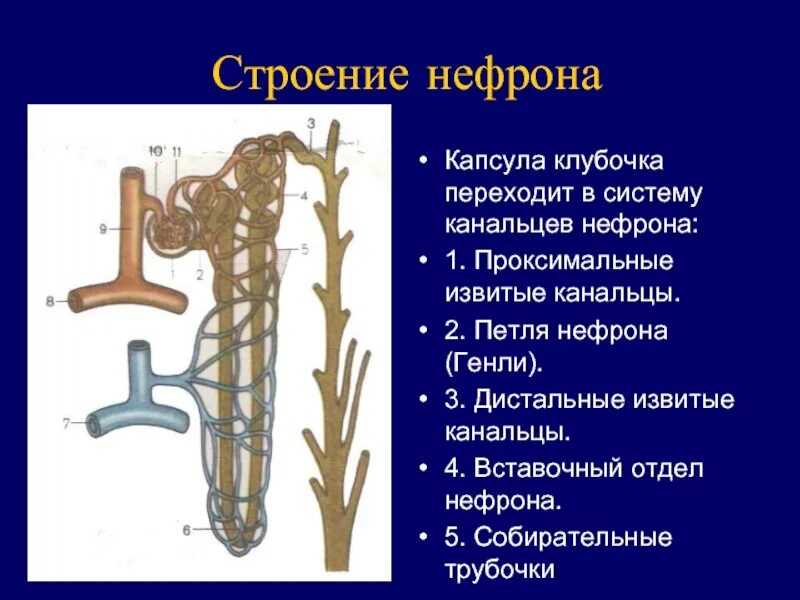 Петля извитого канальца нефрона. Почечные канальца нефрона гистология. Проксимальные канальцы нефрона почки. Строение нефрона проксимальный каналец. Строение нефрона человека проксимальный отдел.