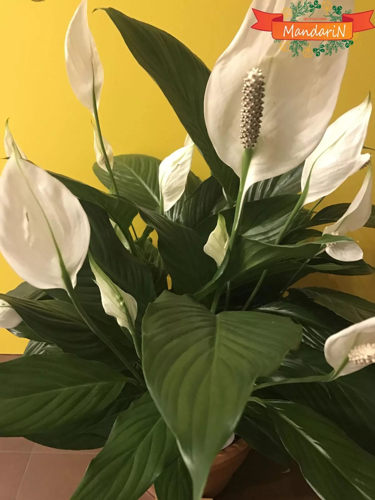 Спатифиллум домино и пикассо. Японский спатифиллум. Белокрыльник спатифиллум. Маранта лечуза. Спицифиллиум цветок женское счастье.