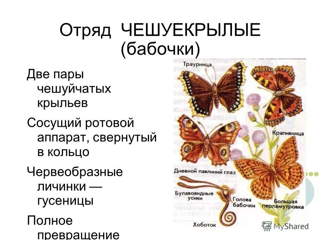 конечности чешуекрылых насекомых. чешуекрылые характерные признаки. две пары крыльев с чешуйками. число крыльев у чешуекрылых. чешуекрылые строение крыльев.
