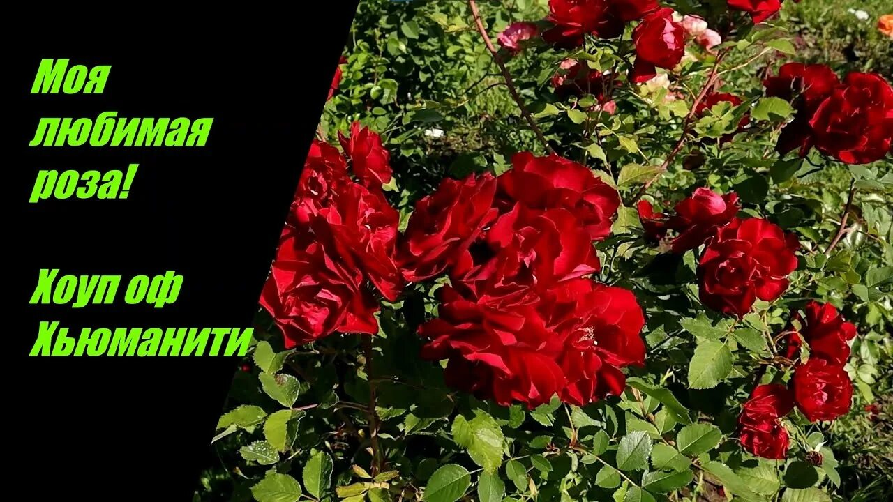 Роза канадская Hope for Humanity купить саженцы почтой из питомника "АГРОФОНД"
