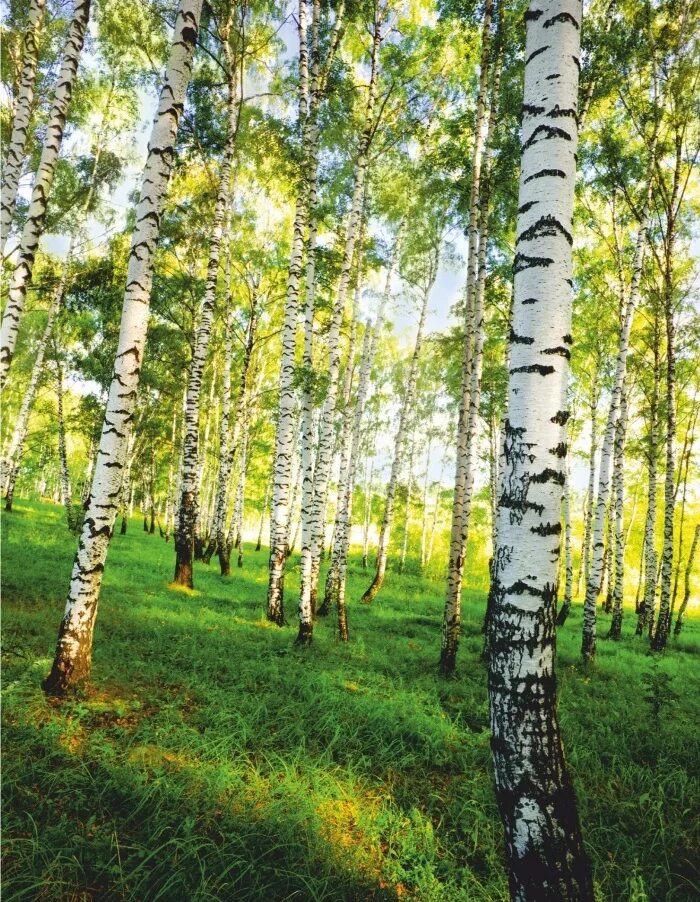 Березовая роща брянск. Золотая осень в россии - березовая роща. Во поле березонька. Чайковский симфония 4 во поле берёза стояла. Березовая роща береза повислая.