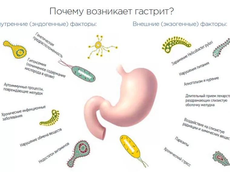 Хронический гастрит факторы. Причины гастрита экзогенные и эндогенные. Факторы риска гастрита и язвы. Этиологические факторы гастрита. Факторы возникновения гастрита.