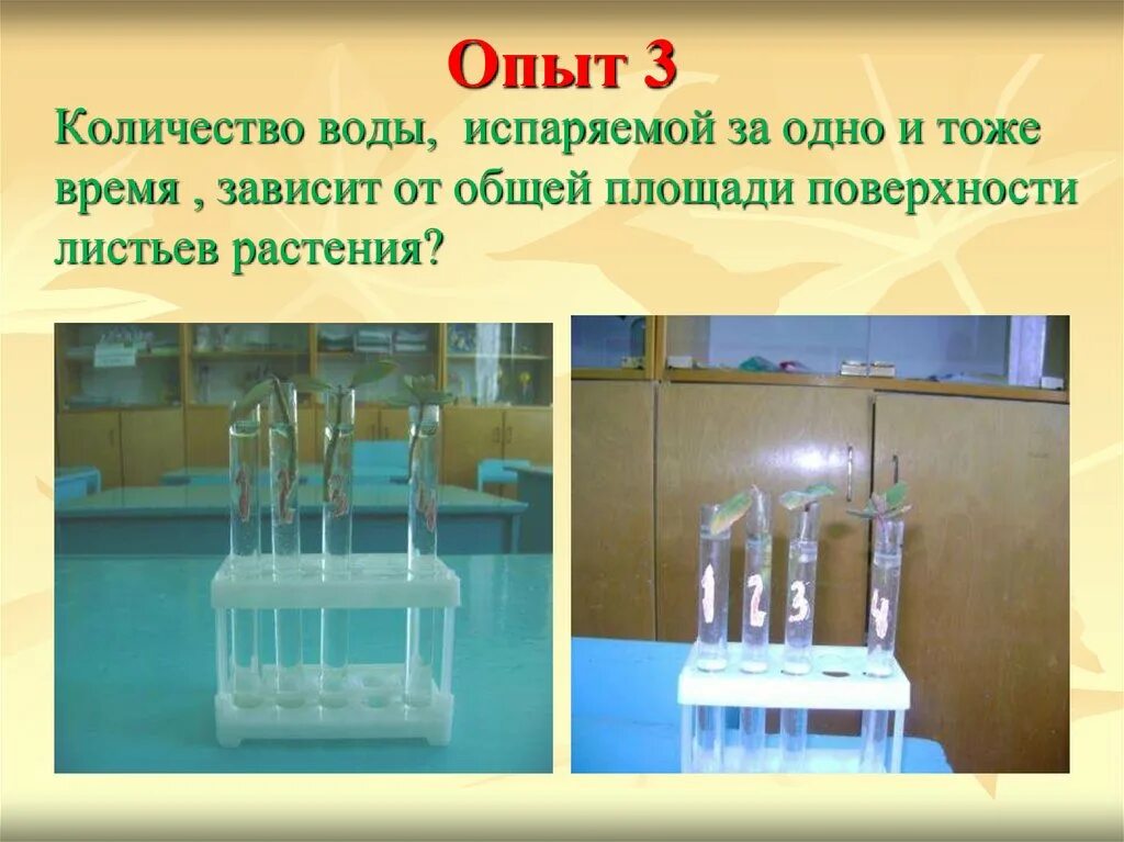 Испарение воды опыты опыты. Опыт испарение воды растениями. Эксперименты по испарению воды. Опыт по испарению воды растениями. Испаряют значительное количество воды