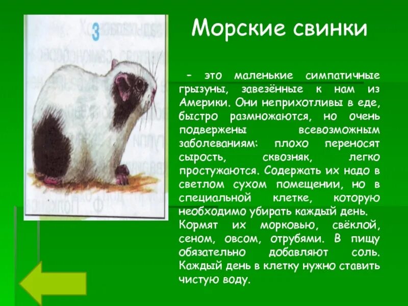Угол зверь