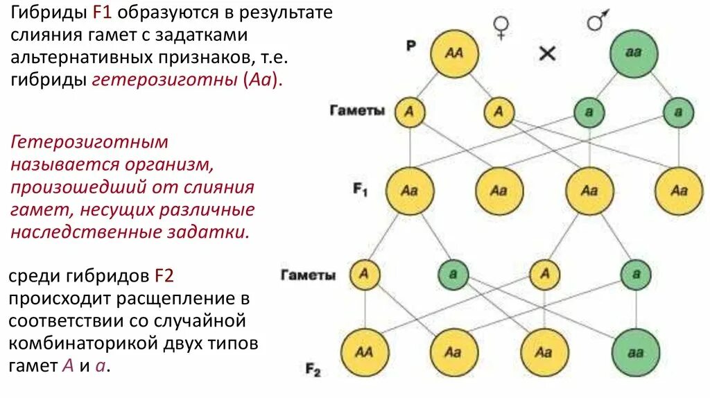 Составьте схему моногибридного скрещивания. Рис 77 цитологические основы моногибридного скрещивания. Схема моногибридного скрещивания. Цитологические основы моногибридного скрещивания схема. Моногибридное скрещивание 1:1.