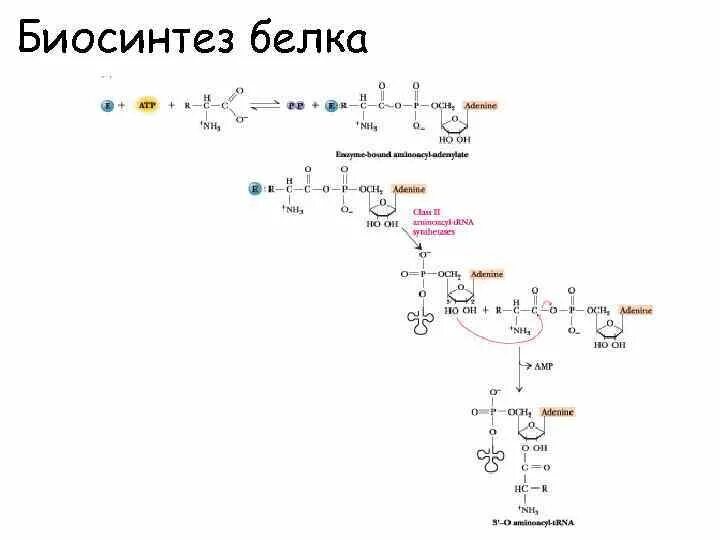 Номер биосинтеза. Формула биосинтеза белка. Синтез белка формула. Синтез белка химия. Синтез белка формула химия.