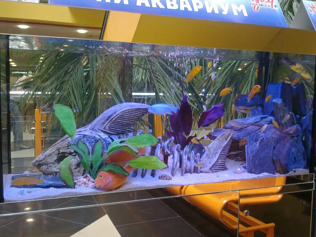 океанариум тюмень. океанариум тюмень наутилус. океанариум тюмень наутилус. океанариум аквагалерея тюмень. екатеринбург, океанариум «аква-галерея».