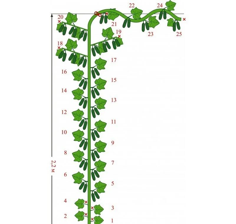 Как прищипывать огурцы в теплице. Формировка огурцов f1. Огурец Кураж формировка в теплице схема. Схема формирования огурца Кураж. Схема формировки огурцов в теплице.