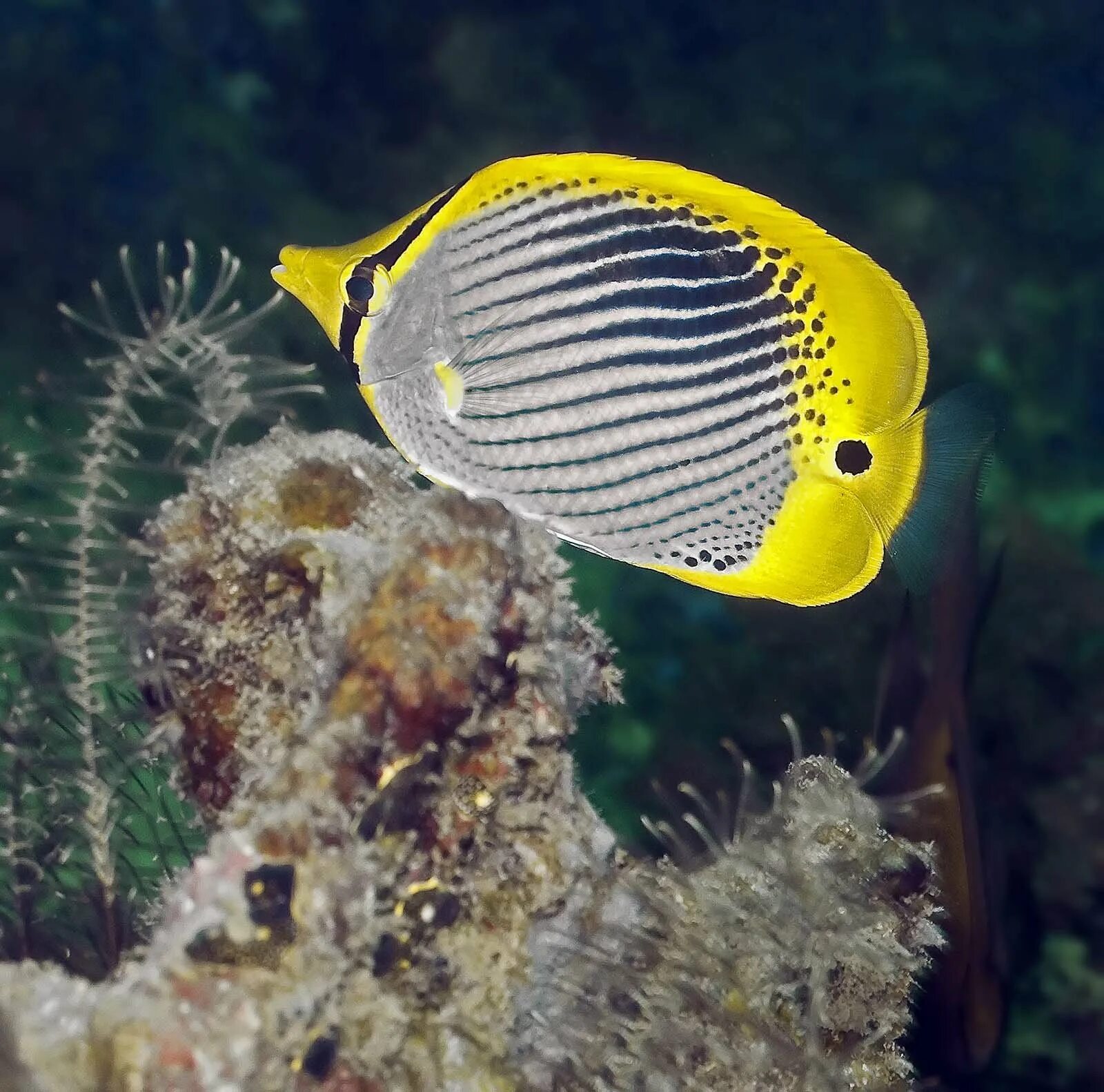 Chaetodon xanthurus. Желтохвостая кабуба. Chaetodon Triangulum. Седлоспинная рыба бабочка.