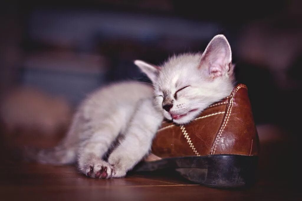 Interesting 24. Важная кошка. interesting cat. cute cats sleep. good night my kitten.