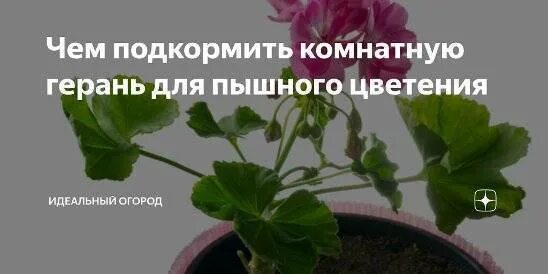Чем подкормить пеларгонию для пышного цветения. Чем подкормить герань чтобы не желтели листья. чем подкормить герань для цветения. как вырп=астить герань из отростка. почему не цветет герань.