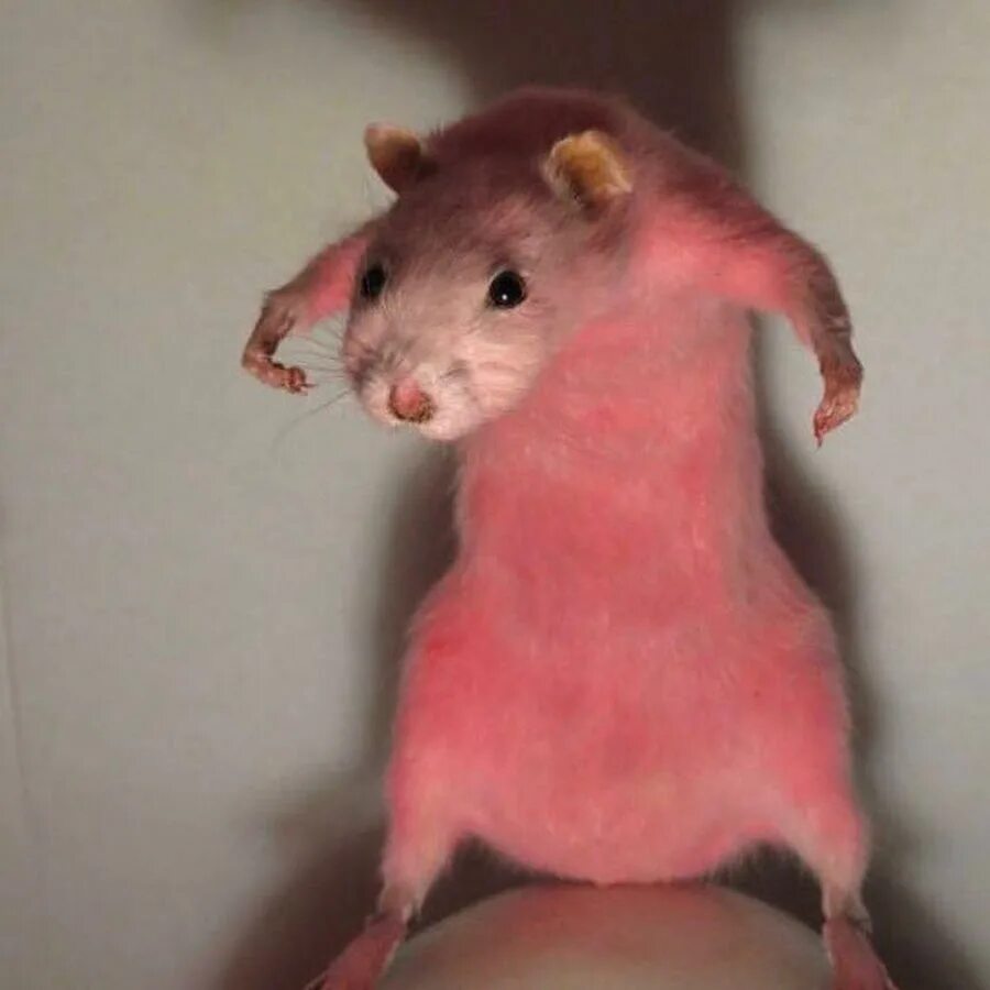How to Understand Rat Sounds Pet Rats - YouTube