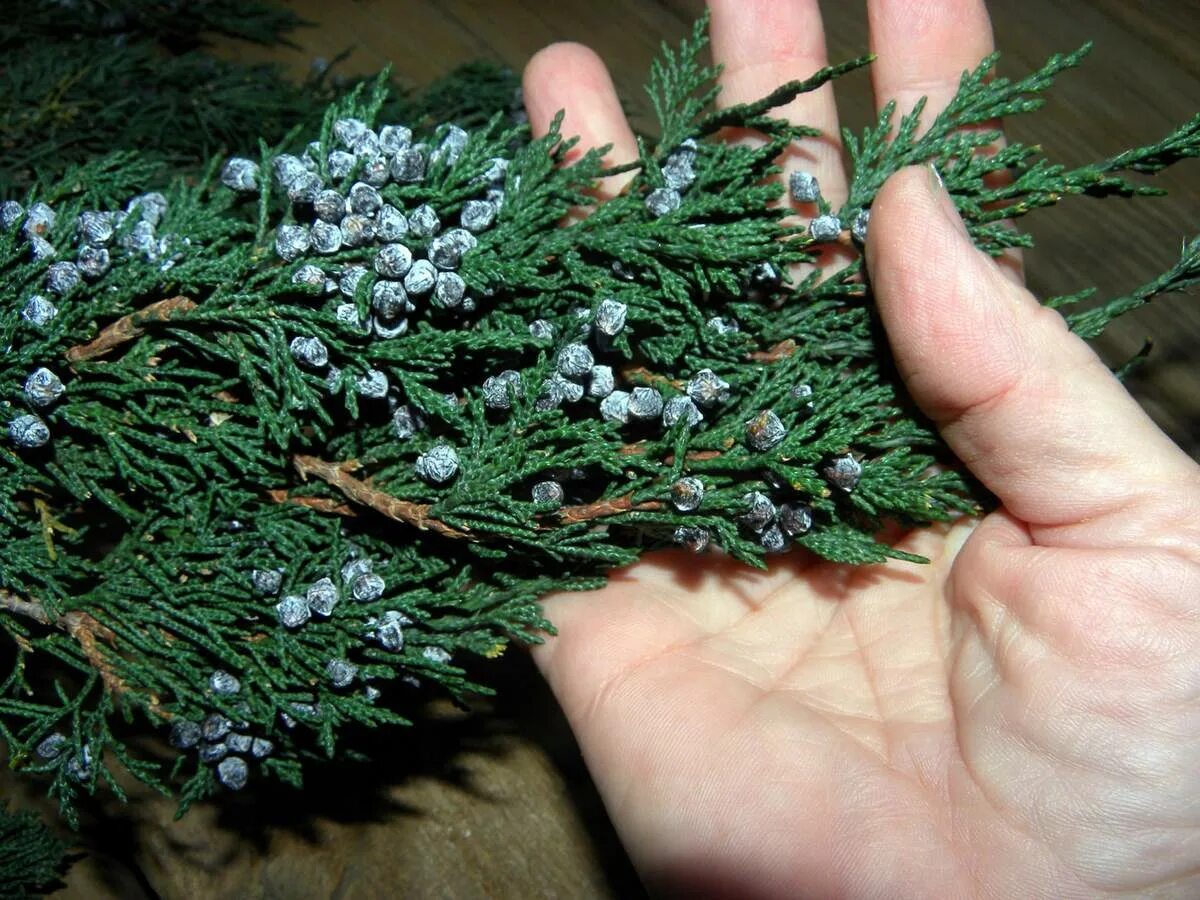 Можжевельниковый веник. Можжевеловая огневка можжевельник гусеницы. Можжевельник формозский. Можжевельник казацкий ветка. Можжевельник кайзука.