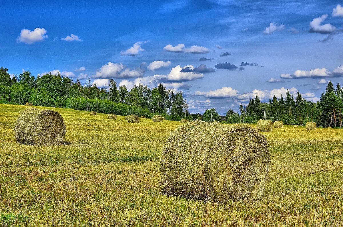 Сенокос Саха. Сенокос в Якутии. Заготовка сена. Сенокос деревня природа. Сено 2 класса