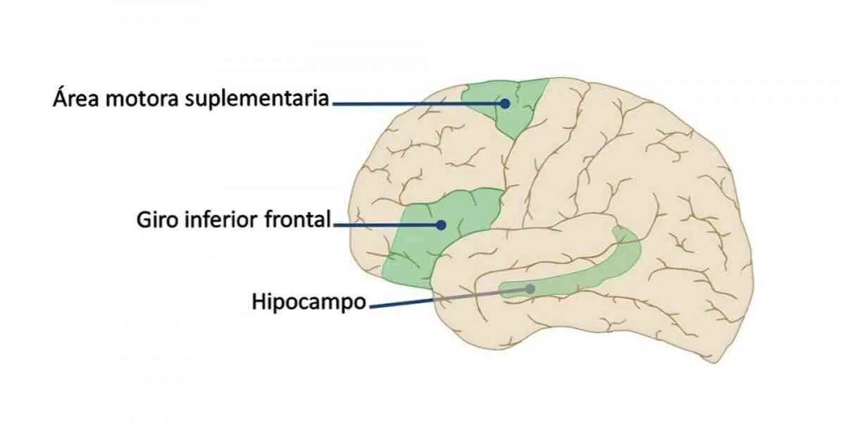 Brain area