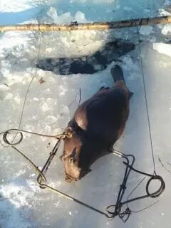 Петля на бобра видео