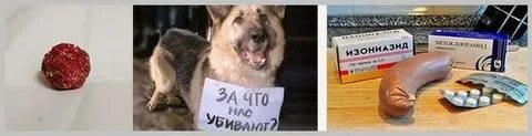 Опасный яд для собак