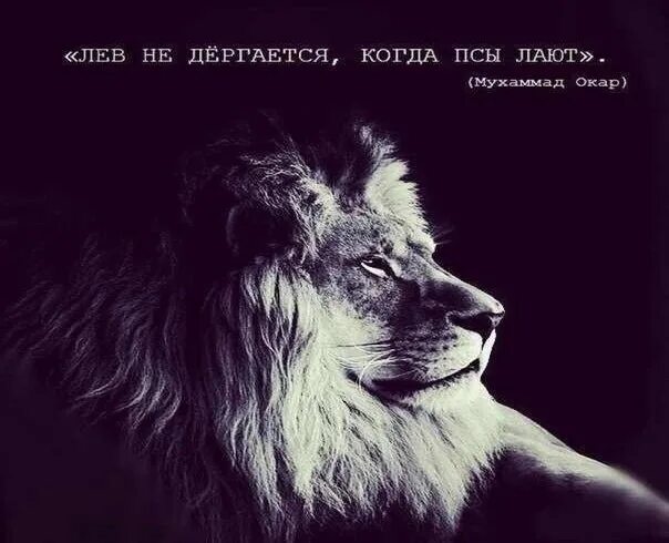 Фразы про льва. Лев цитаты. Цитаты про Львов. Статусы про Льва. Цитаты с картинкой Льва.