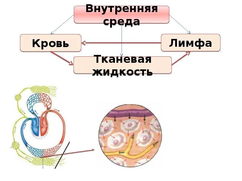 Внутренняя среда организма кровь тканевая жидкость лимфа. Кровь лимфа тканевая жидкость ЕГЭ. Тканевая жидкость ЕГЭ. Внутренняя среда организма ОГЭ биология.