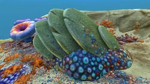 Subnautica коралл