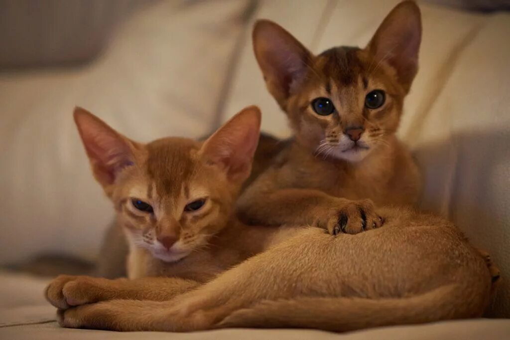 Абиссинская кошка сколько живут. Абиссинская кошка. Кот породы абиссинец. Египетская кошка Абиссинская. Абиссинские котята.