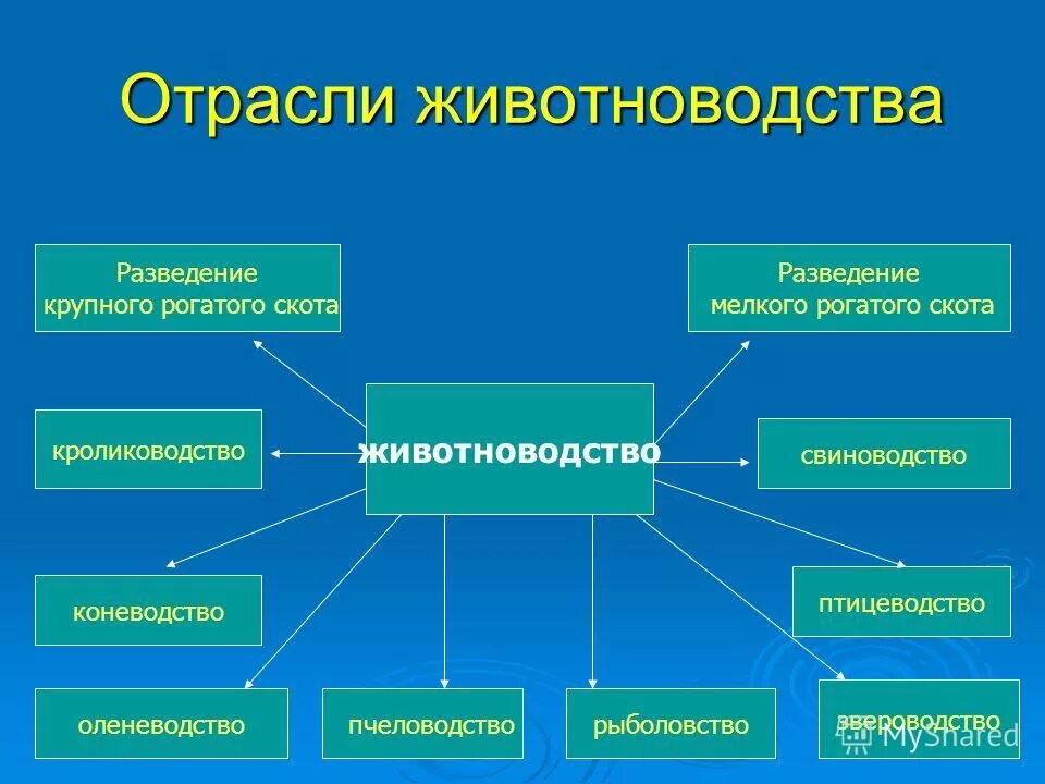 Название отрасли животноводства. Отрасли животноводства. Отрасли животноводства схема. Классификация отраслей животноводства. Перспективные отрасли животноводства.