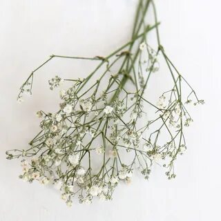 Как сушить гипсофилу