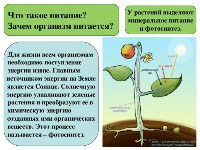 Основной источник энергии у человека и животных. Основной источник энергии у человека и животных