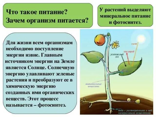 Питание растений. Организм растения. Процесс питания растений. Растение живой организм. Минеральное питание фотосинтез дыхание