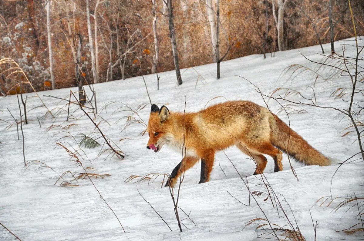 заповедник столбы красноярск фауна. животные заповедника столбы красноярск. лиса в алтайском крае. косуля красноярский край. бурый медведь красноярского края.