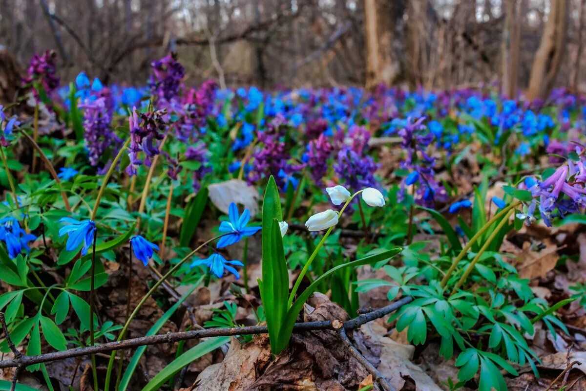 весенние первоцветы голубые. первоцветы (подснежники, крокусы, гиацинты). синие первоцветы. пролеска лесная. синие первоцветы.