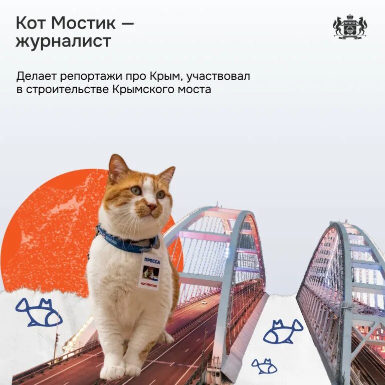 Популярные коты. День кошек в России. День кота в России в 2023. Город кошек в России.