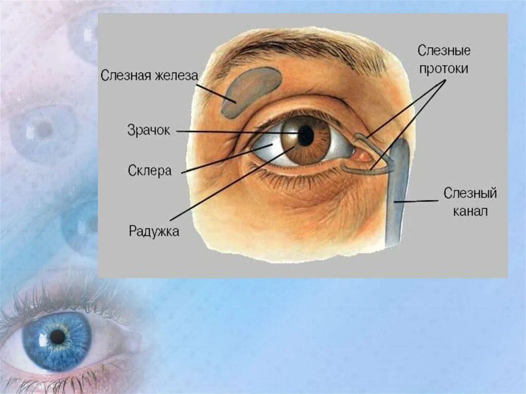 Слезная железа и слезный мешок. Строение глаза слезный мешок , железа. Воспаление носослезного протока. Слезные железы закупорены. Где слезная железа