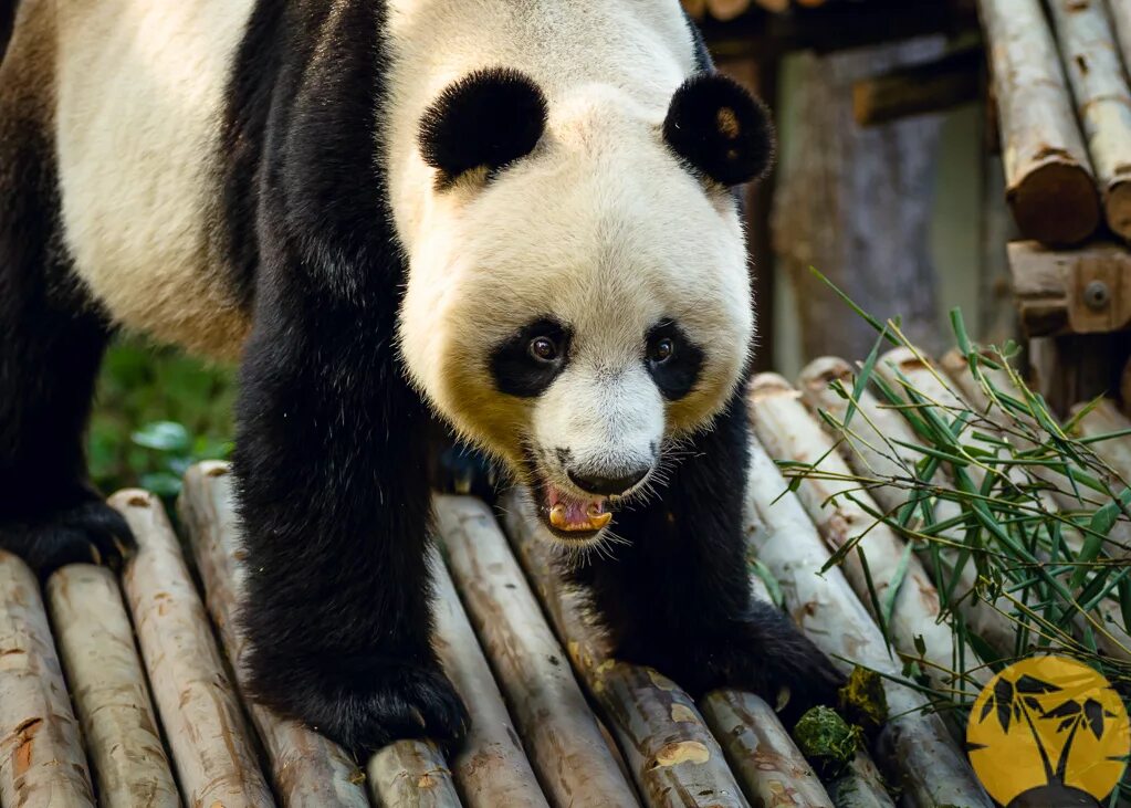 Панды едят мясо. Панда. Опасная Панда. Зубы панды. Большая Панда злая.