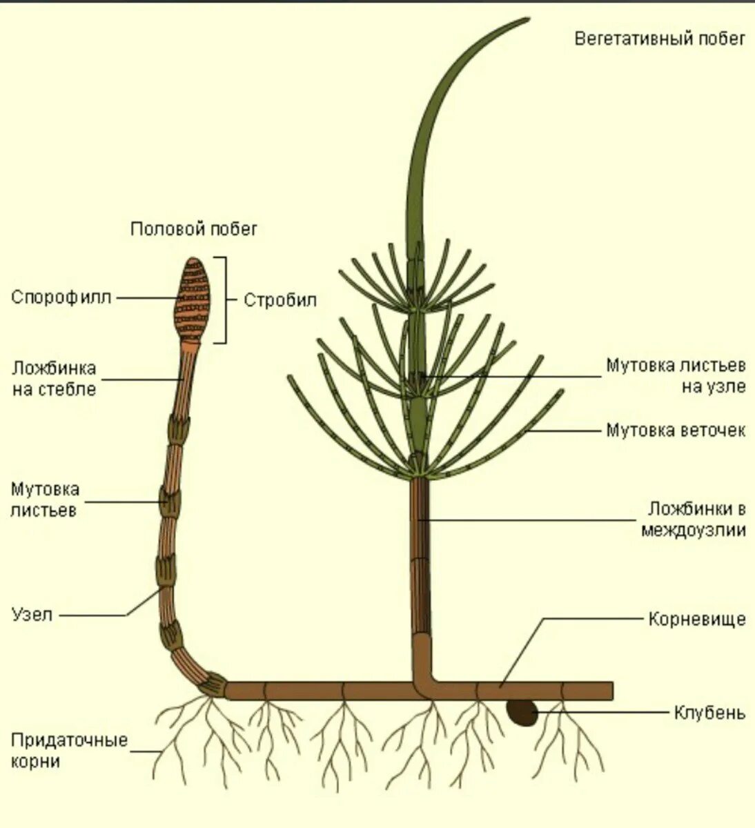 Весенний побег хвоща строение. Строение весеннего побега хвоща полевого. Строение спорофита хвоща полевого. Строение побегов Хвощевидные. Вегетативные органы ели