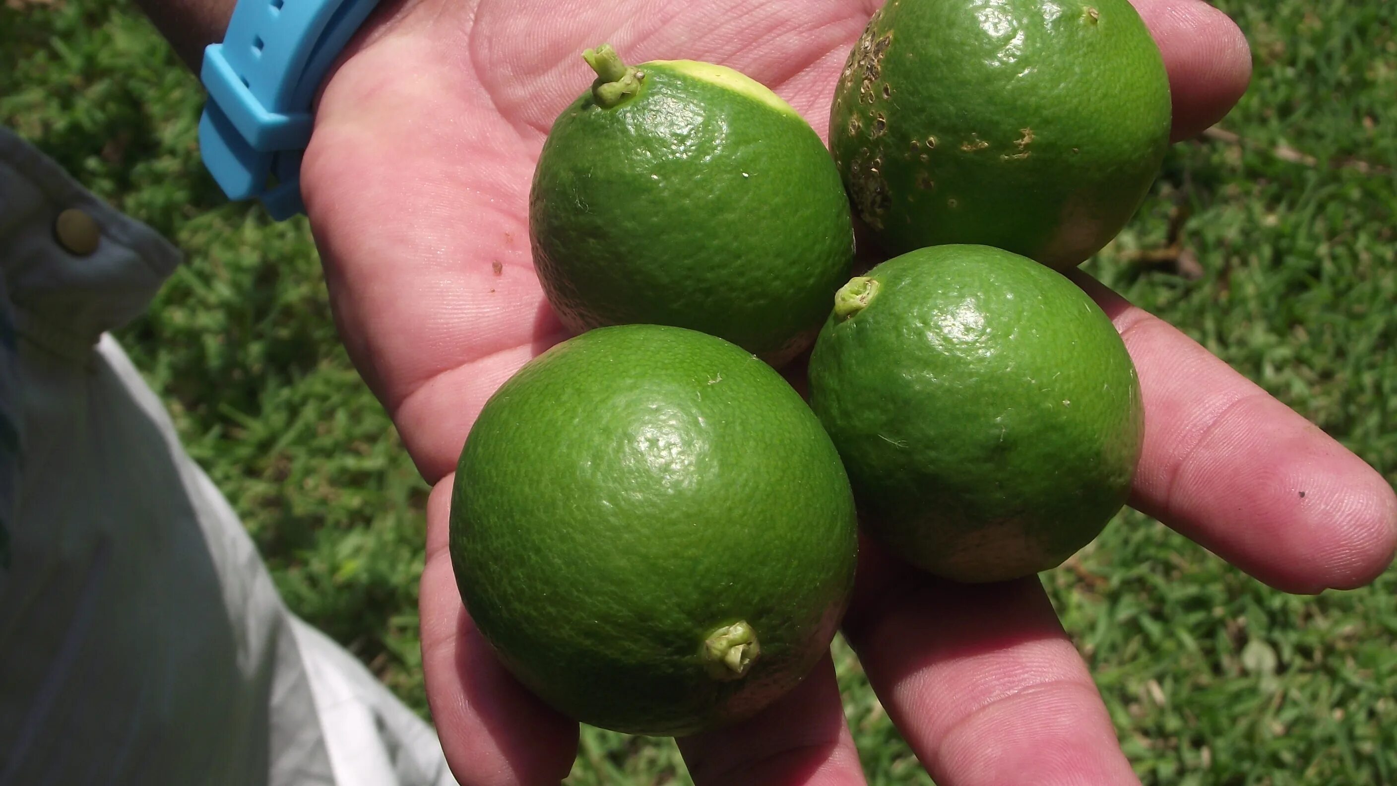 Зеленый круглый фрукт. Маленький зеленый цитрус. Пакистанский лимон зеленый. Лайм палестинский. Зелёный фрукт круглый.