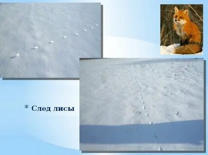 Лисьи следы на снегу