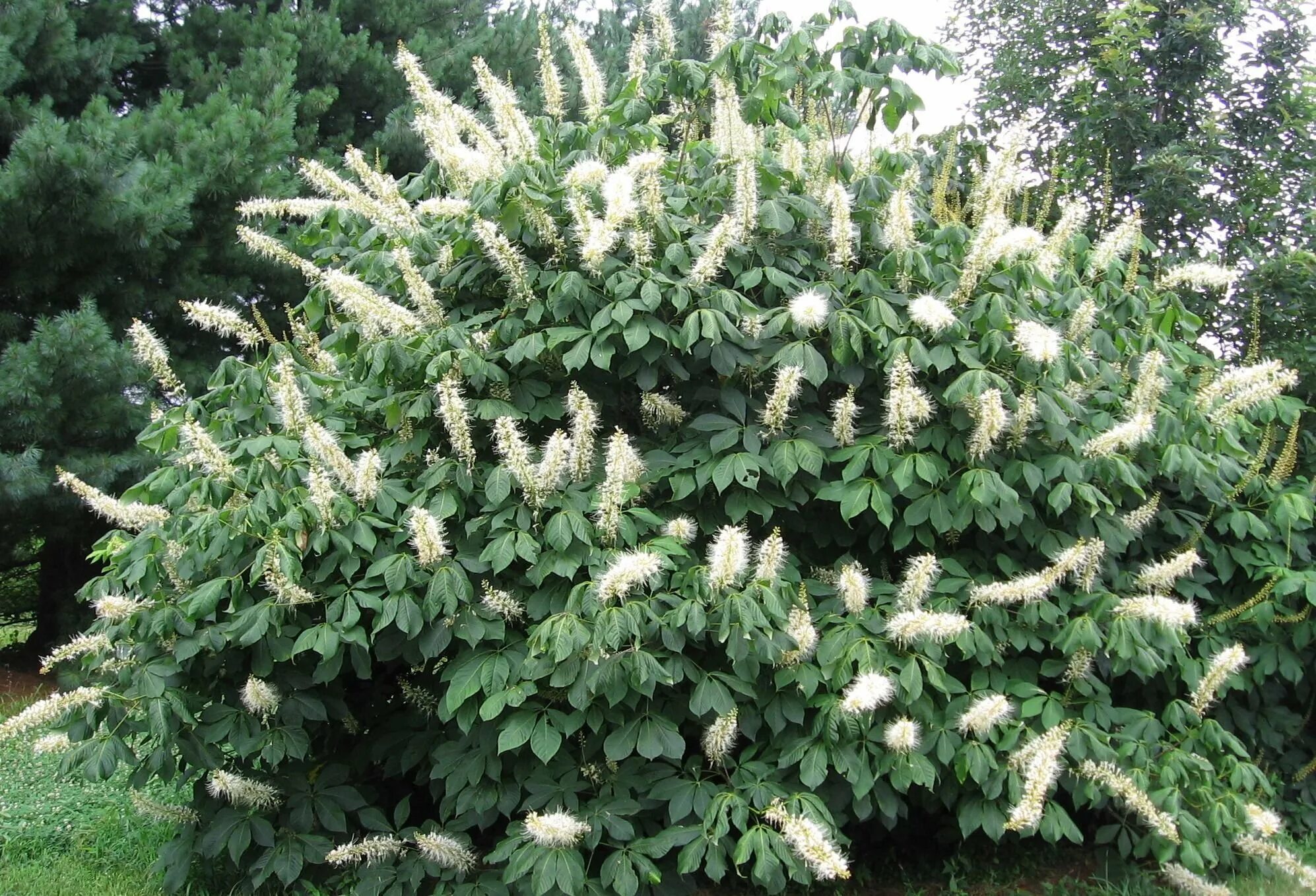 Aesculus parviflora каштан конский мелкоцветковый. Aesculus turbinata. Каштан конский маргината. Каштан конский (кустовой)"aesculus". Конский каштан обыкновенный листья.