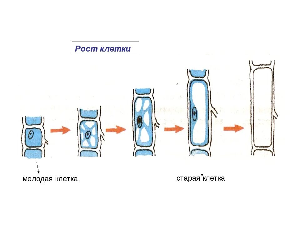 Как отличить молодых. Рост растительной клетки рисунок. Деление растительной клетки 5 класс биология. Процессы жизнедеятельности растительной клетки 6 класс биология. Рост вакуоли клетки.