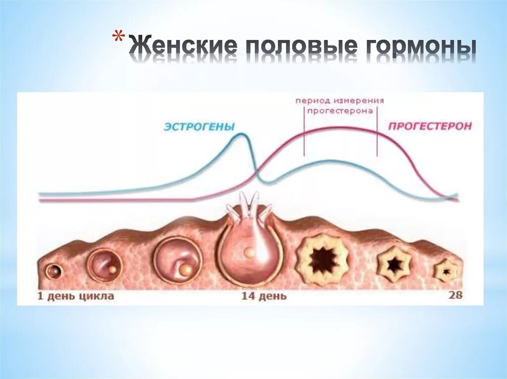 Выработка женских половых гормонов. Женских половых гормонов. Овариально менструальный цикл. Яичниковый цикл. Менструальный цикл и молочные железы.