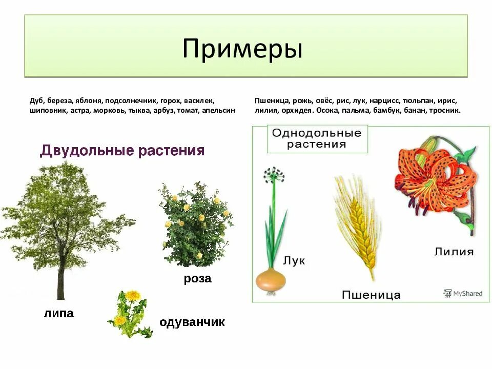 Однодольные растения примеры. Представители покрытосеменных растений. Покрытосеменные растения примеры растений. Однодольные Покрытосеменные растения примеры. Приведите по три примера растений однодольные хвойные