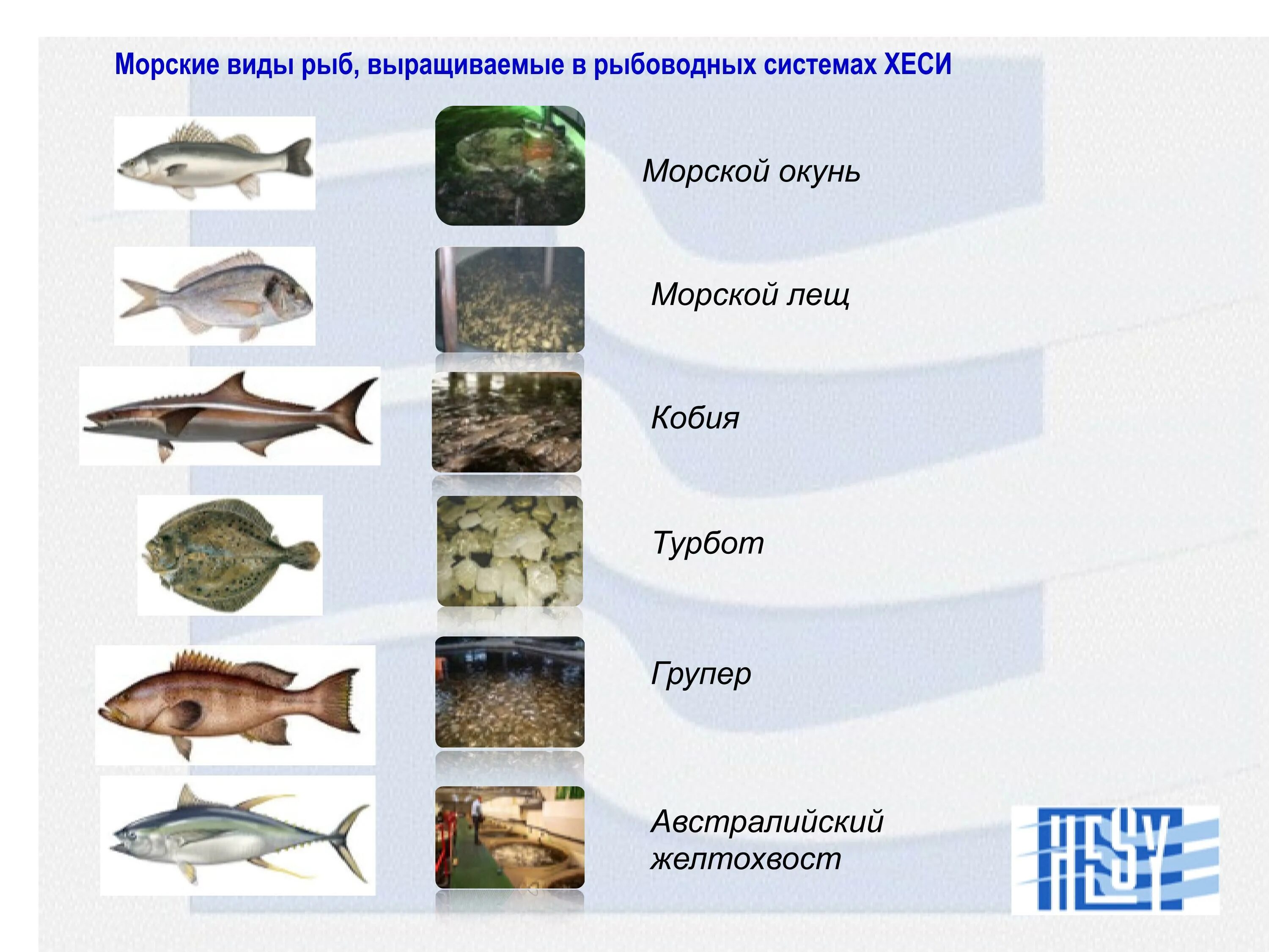 В силу какая рыба. Виды выращивания рыб. Морская рыба список. Виды рыбы выращиваемые. Рыба выращенная в искусственных условиях перечень.