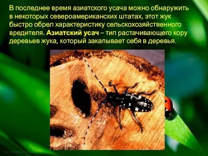 Какие среды обитания освоил усач тополевой