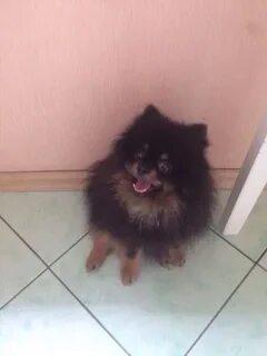 Приморск собака
