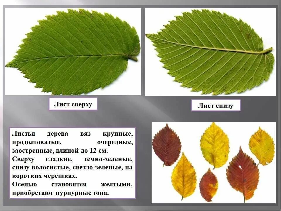 Граб, вяз,карагач. Вяз листоватый листья. Листья граба и вяза. Вяз Ильм карагач Берест.