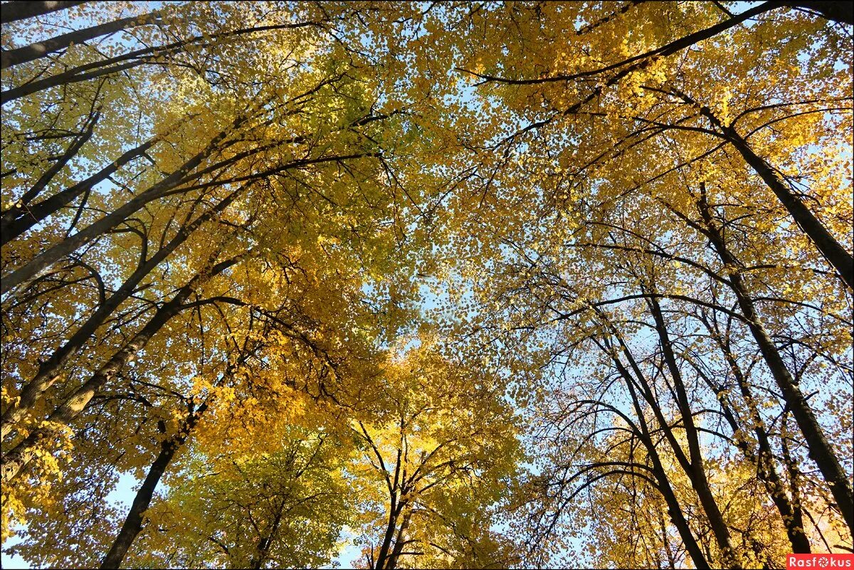 Под осень лип. Под осень лип. Под осень лип. Береза повислая осень. Липа осень.