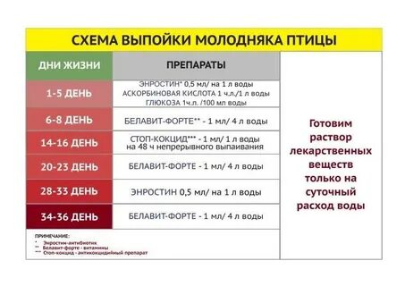 Схема пропойки бройлеров с первого дня